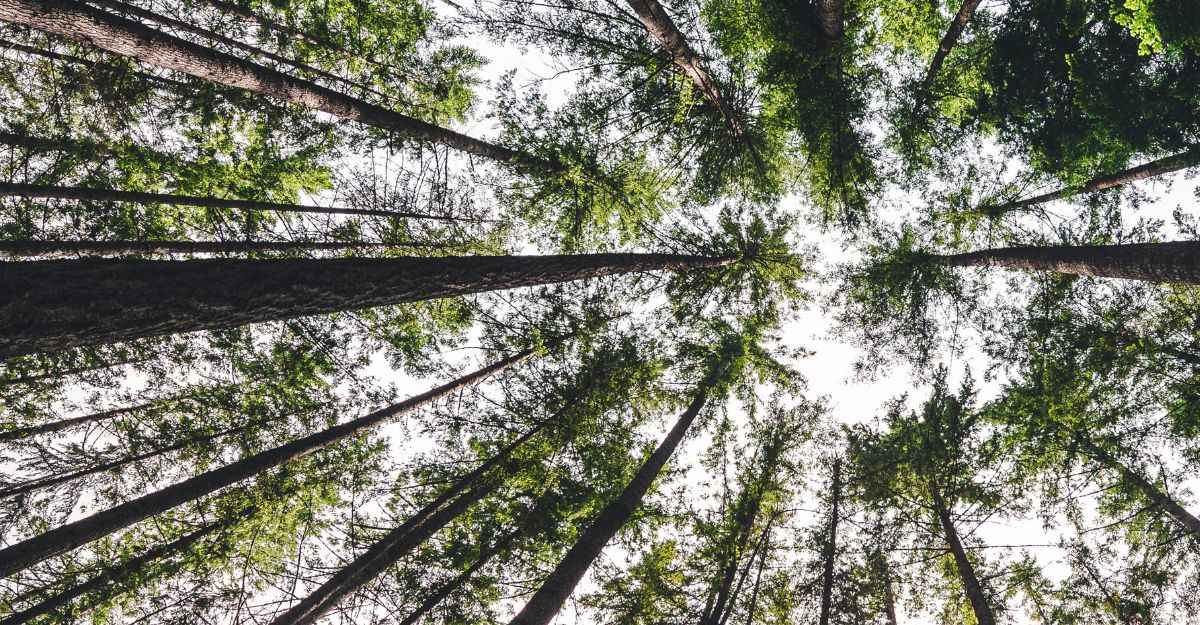 insight featured image